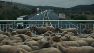 Shepherds