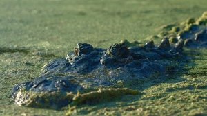 Lake Jesup: Bonecrusher's Revenge