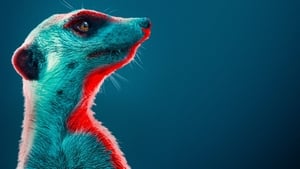 Meerkat Manor: Rise of the Dynasty